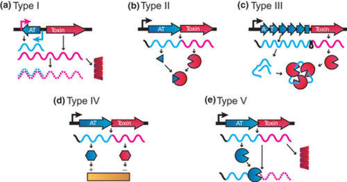 Five types of Toxin-Antitoxin Systems