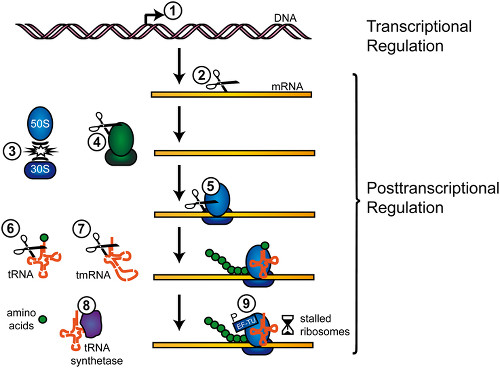 Modes of action of Toxin components from Toxin-Anitoxin systems