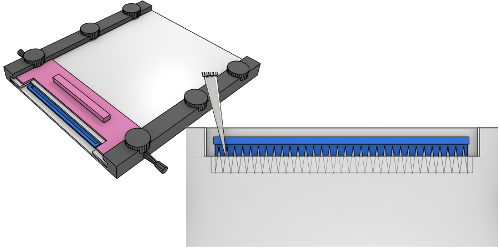 Cover image for fluorescent primer extensions