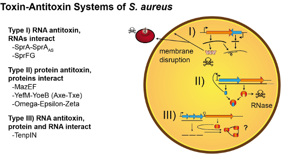 Cover image Staphylococcus aureus toxin-antitoxin systems